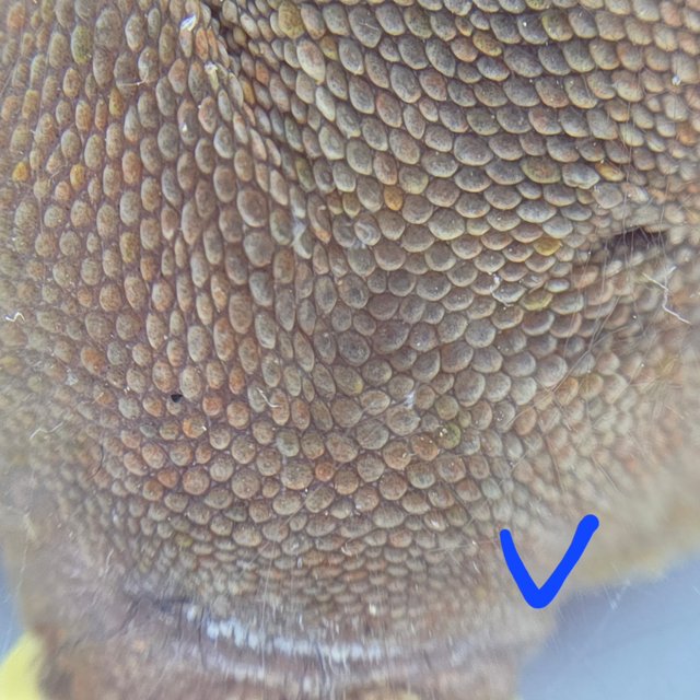 레드 바이 화이트포트홀