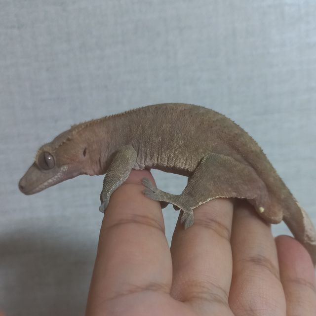 100%헷아잔틱 팬텀 챠콜