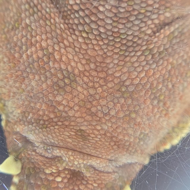 레드 바이 화이트포트홀