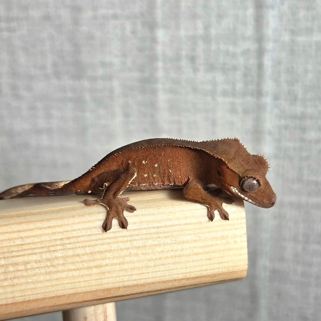 레드 바이 화이트포트홀