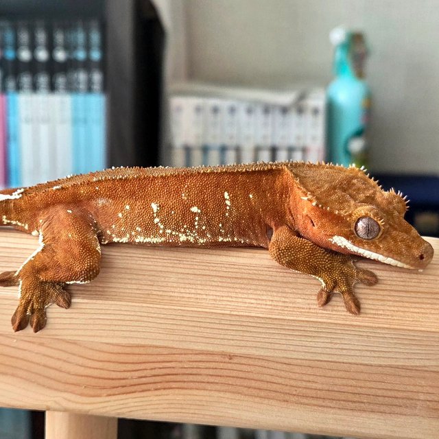 레드 바이 화이트포트홀