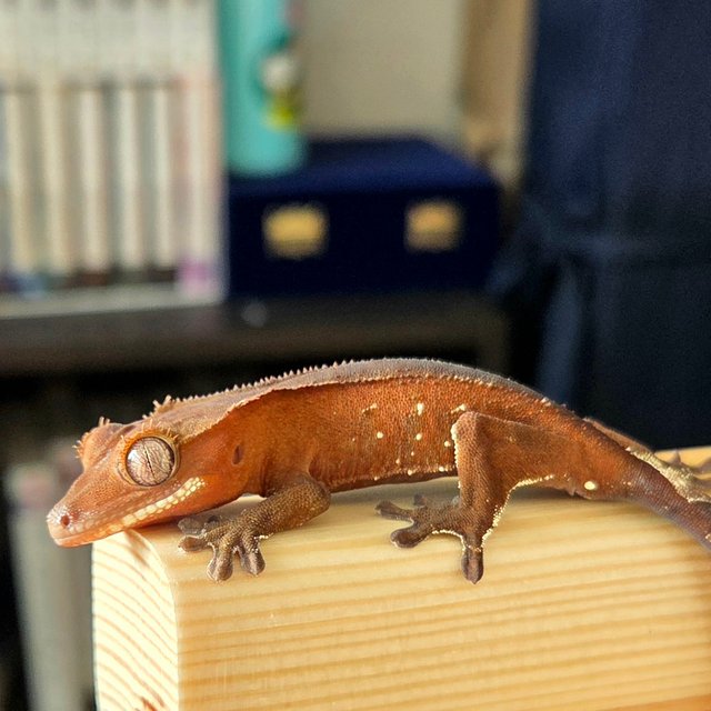 레드 바이 화이트포트홀