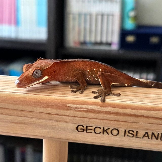 레드 바이 화이트포트홀