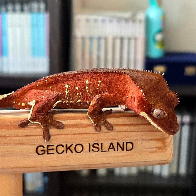 레드 바이 화이트포트홀