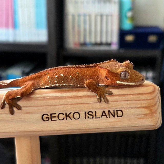 레드 바이 화이트포트홀