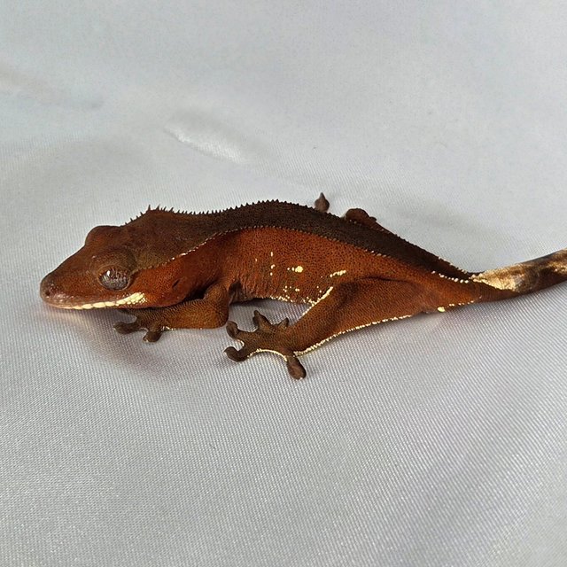 레드 바이 화이트포트홀