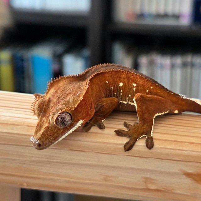 레드 바이 화이트포트홀