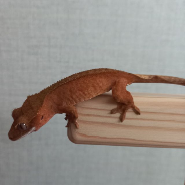 레드 바이