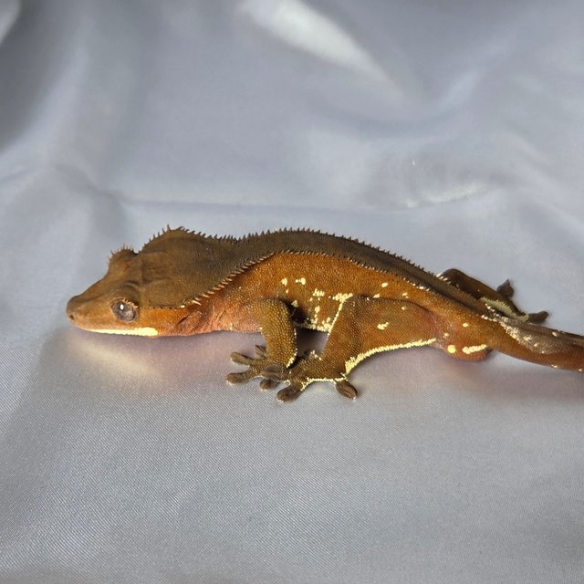 레드 바이 화이트포트홀