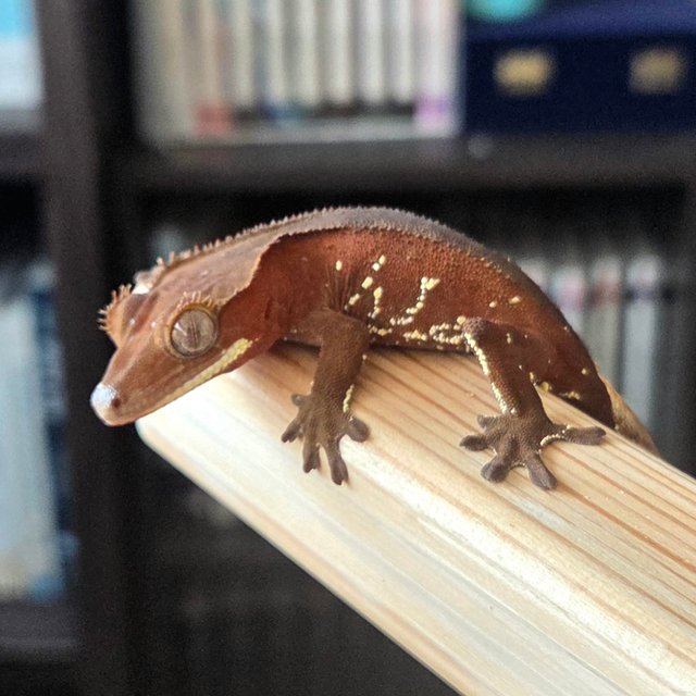 레드 바이 화이트포트홀