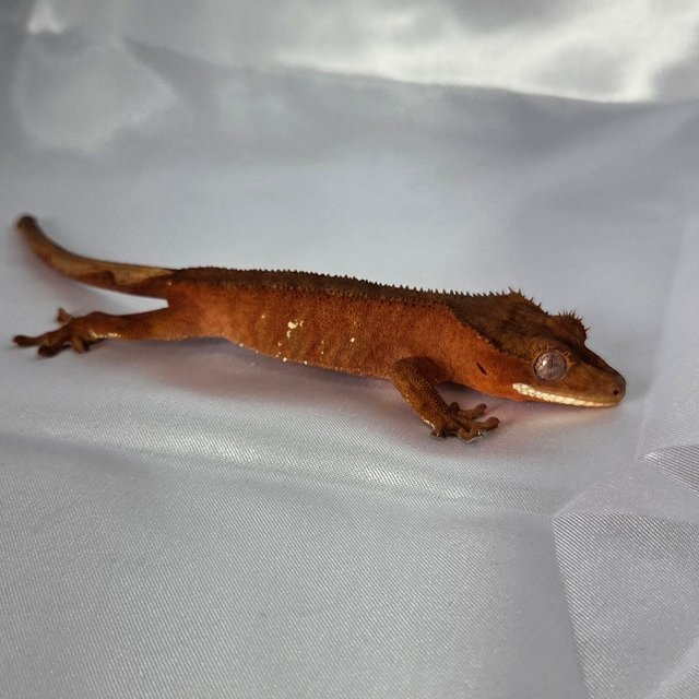 레드 바이 화이트포트홀