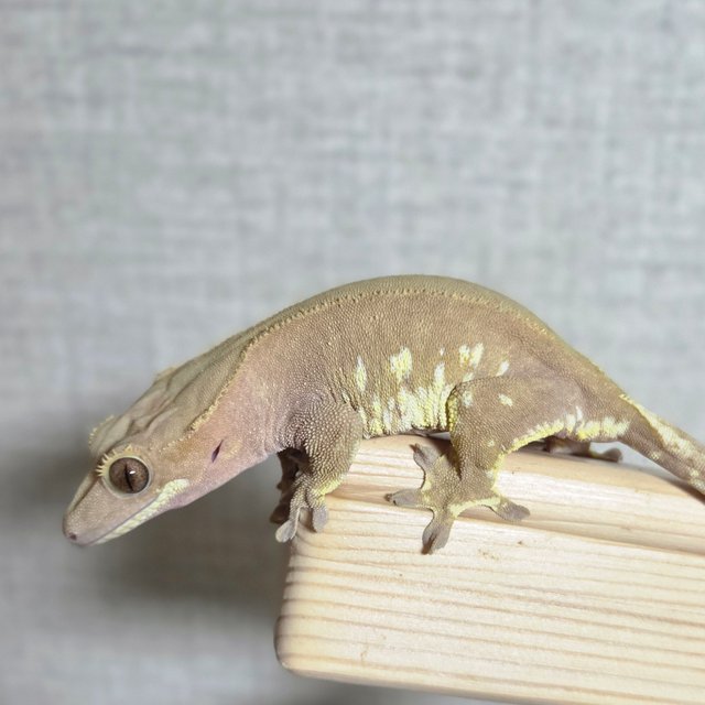 레드 바이 화이트포트홀 화이트스팟