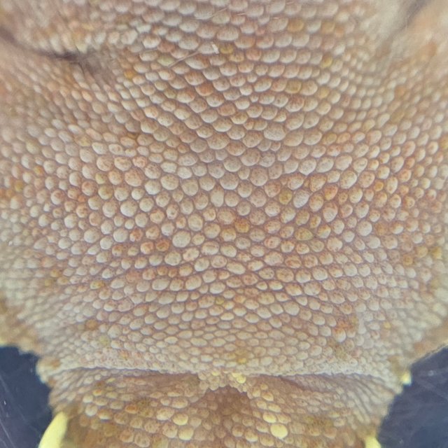 레드 바이 화이트포트홀