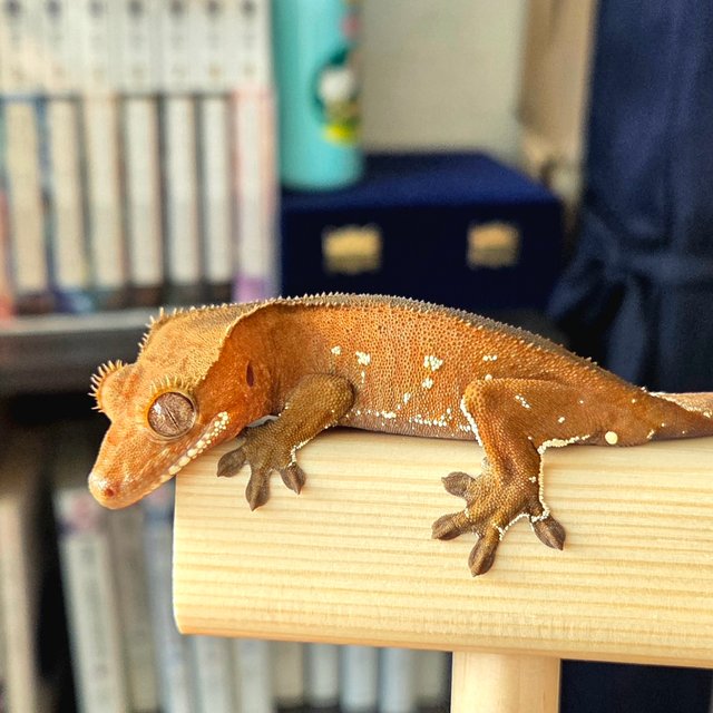 레드 바이 화이트포트홀