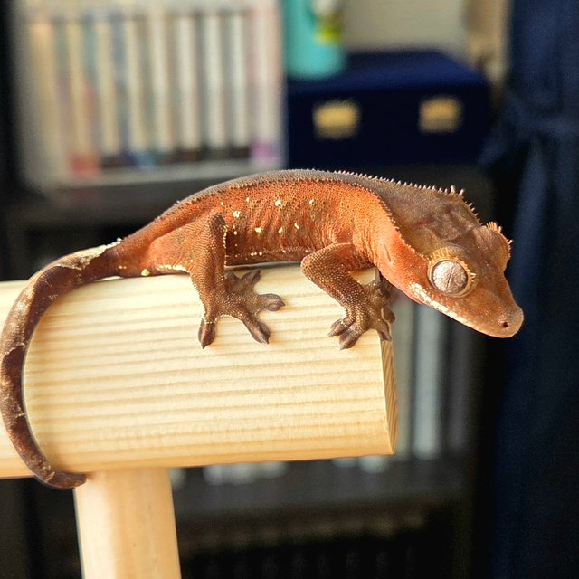 레드 바이 화이트포트홀