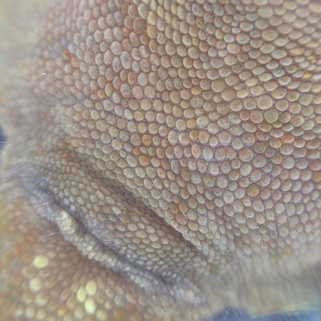 레드 바이 화이트포트홀