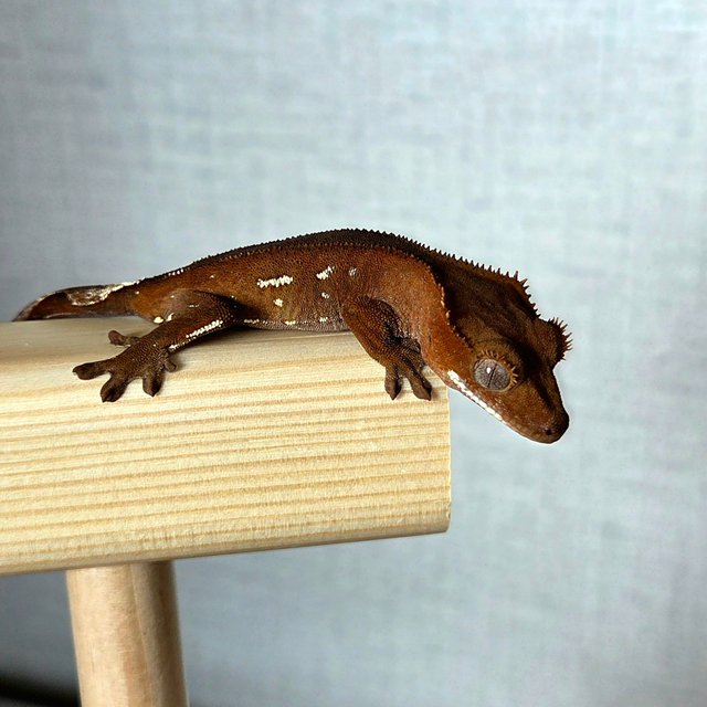 레드 바이 화이트포트홀