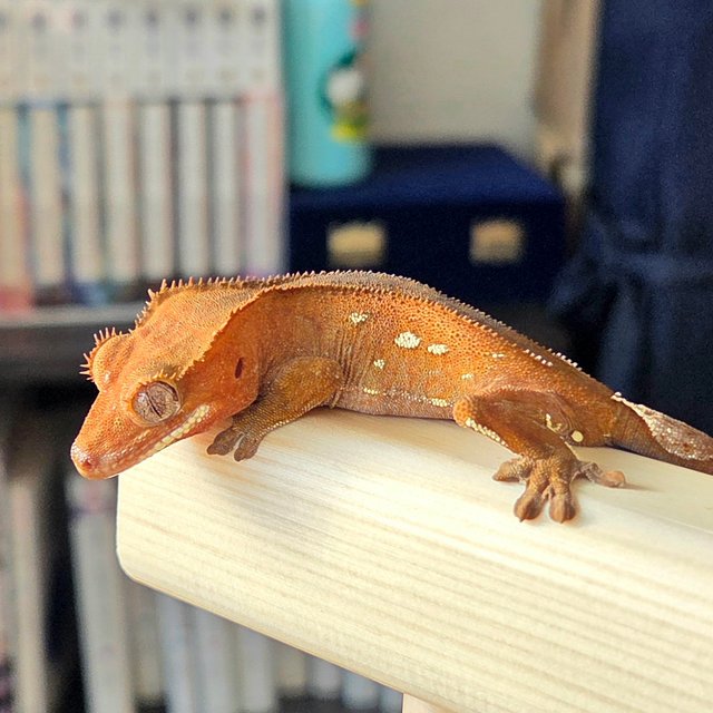 레드 바이 화이트포트홀