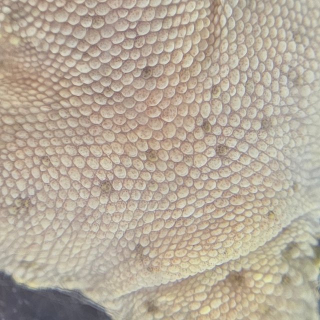 레드 바이 화이트포트홀