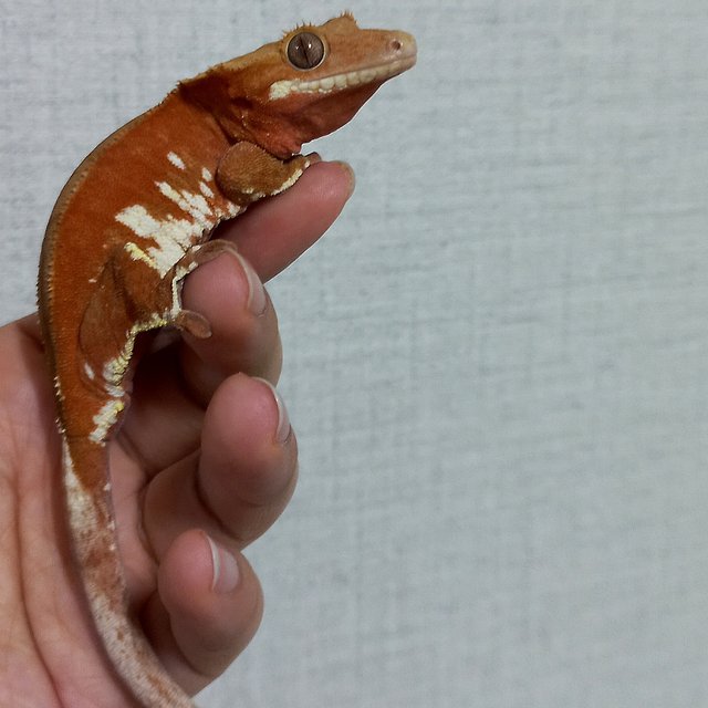 레드 바이 화이트포트홀 화이트스팟