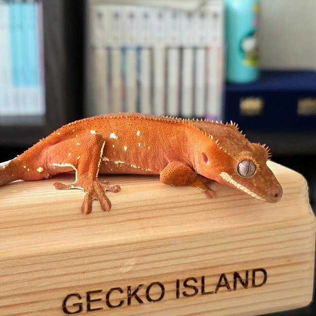 레드 바이 화이트포트홀