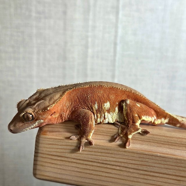 레드 바이 화이트포트홀 화이트스팟