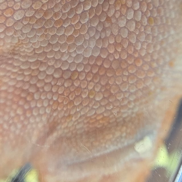 레드 바이 화이트포트홀