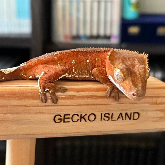 레드 바이 화이트포트홀