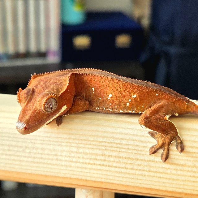 레드 바이 화이트포트홀