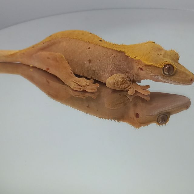 레드 달마시안