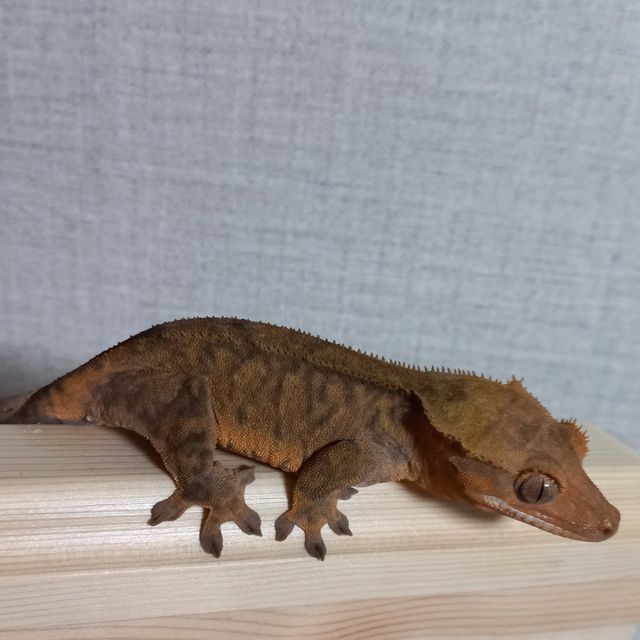 팬텀 카푸치노