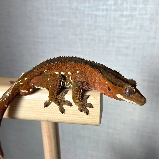 레드 바이 화이트포트홀