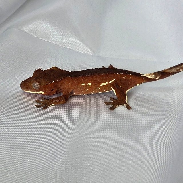 레드 바이 화이트포트홀