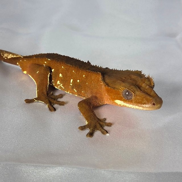 레드 바이 화이트포트홀