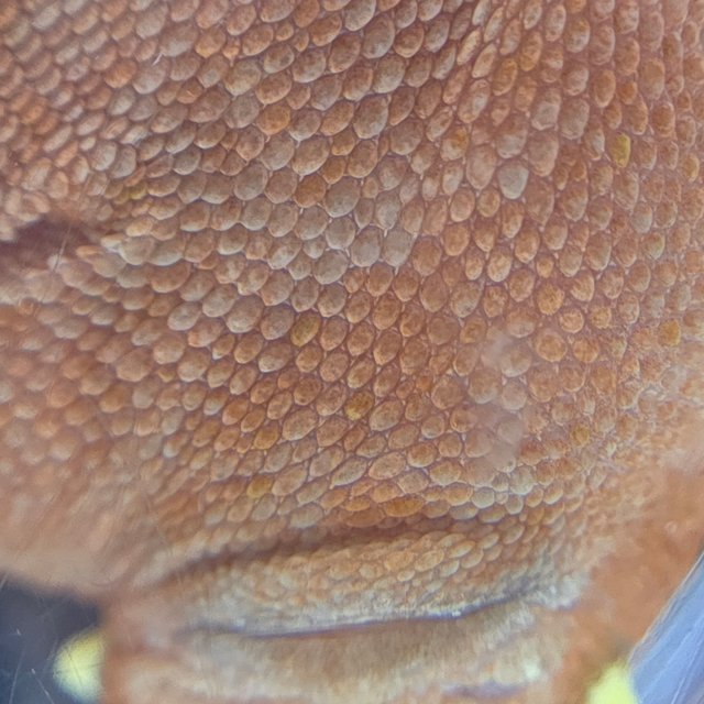 레드 바이 화이트포트홀