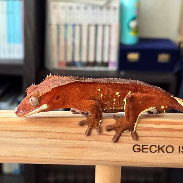 레드 바이 화이트포트홀