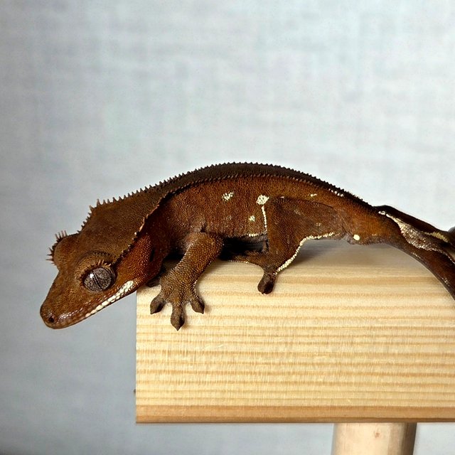 레드 바이 화이트포트홀