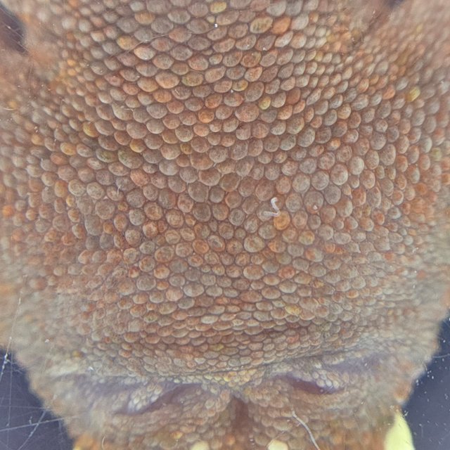 레드 바이 화이트포트홀