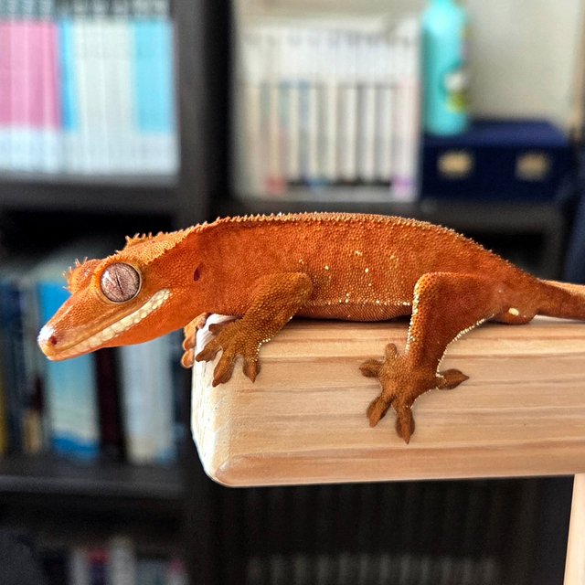 레드 바이 화이트포트홀