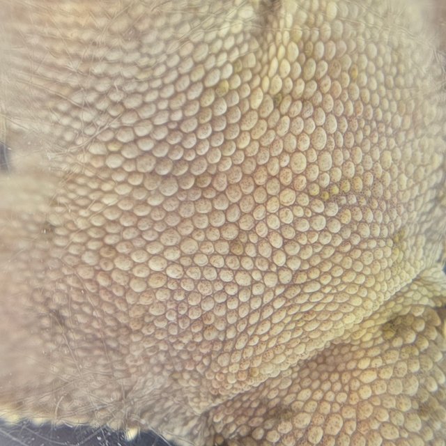 레드 바이 화이트포트홀