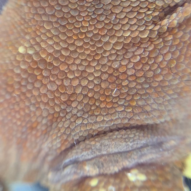 레드 바이 화이트포트홀