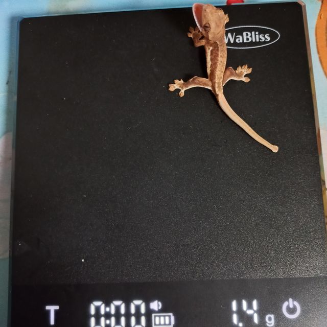 크림 팬텀 릴리화이트