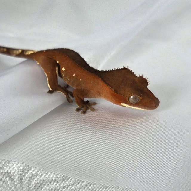 레드 바이 화이트포트홀