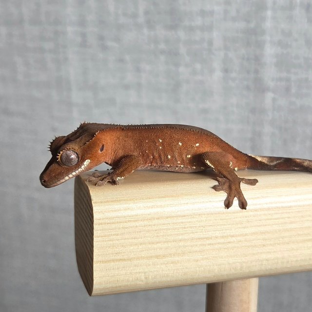 레드 바이 화이트포트홀