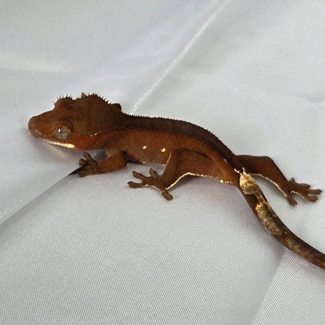 레드 바이 화이트포트홀