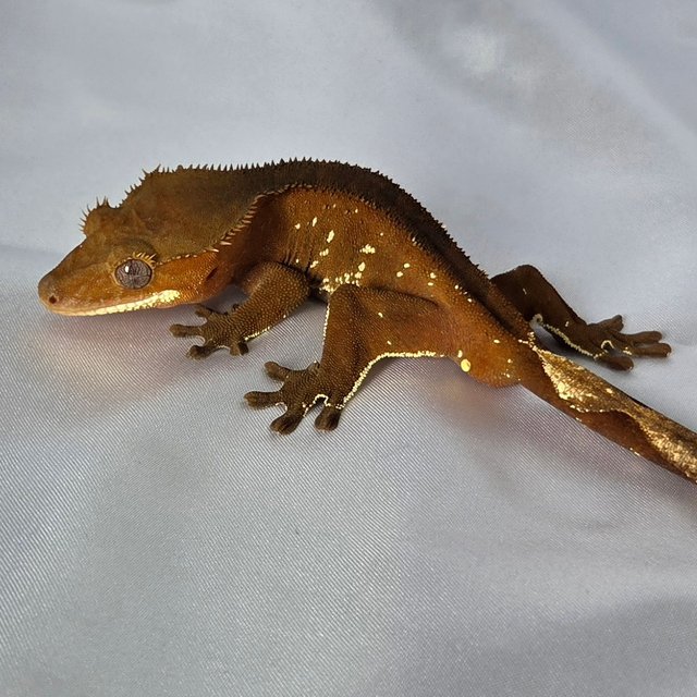 레드 바이 화이트포트홀