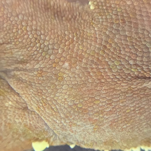 레드 바이 화이트포트홀