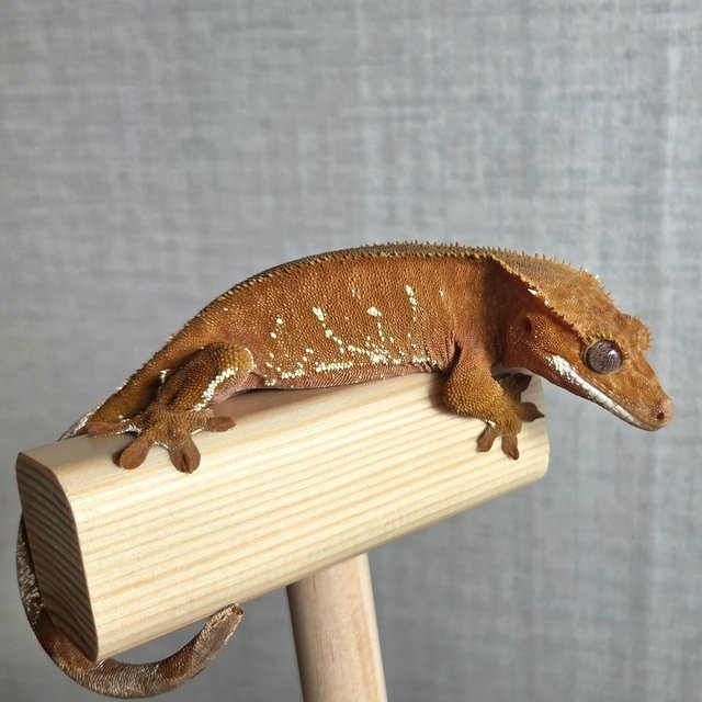 레드 바이 화이트포트홀