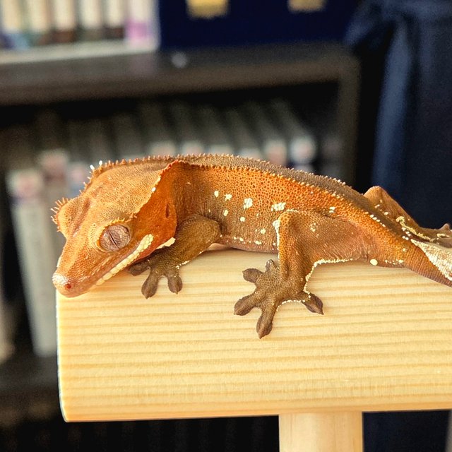 레드 바이 화이트포트홀