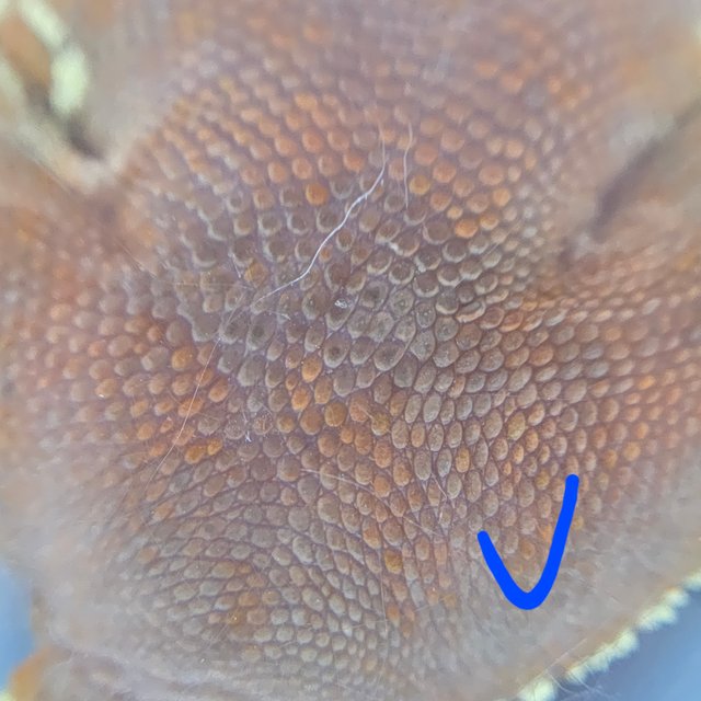 레드 바이 화이트포트홀